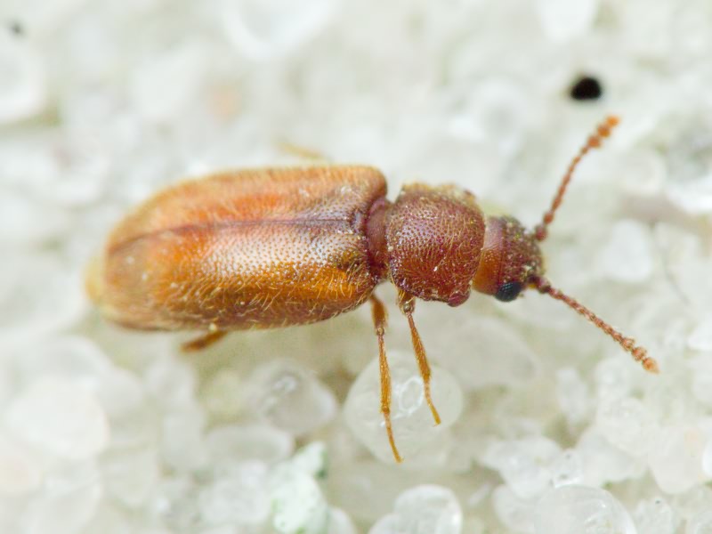 Cryptophagus Herbst, 1792